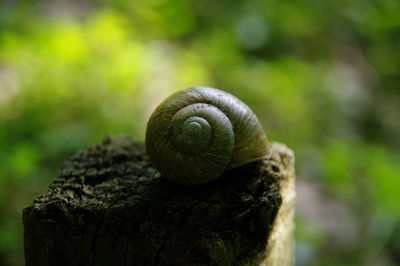 Close-up of snail on leaf