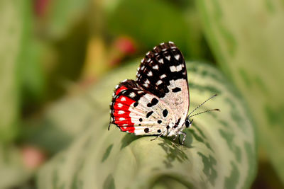 Close-up of butterfly pollinating on flower