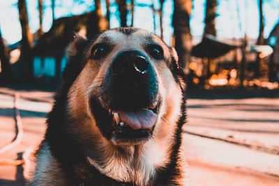 Portrait of dog