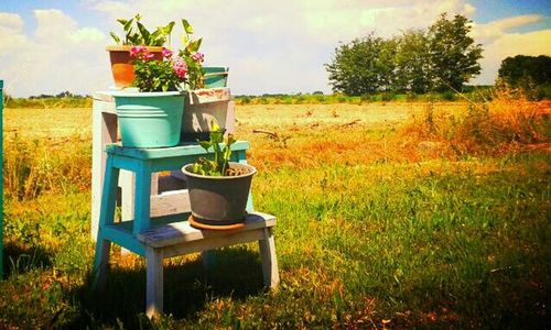 Grass growing in field