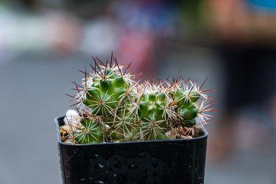 Close-up of cactus plant in pot