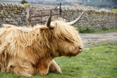 Highland cattle in a field