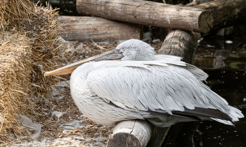 Close-up of a pelikan perching on wood