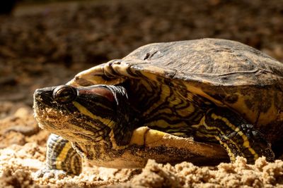 Close-up of a turtle