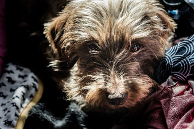 Close-up portrait of dog at home