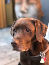 Close-up of dog looking away