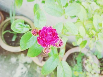 Close-up of pink flower blooming outdoors