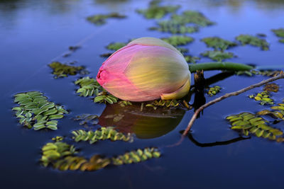 Close-up of lotus water lily in lake