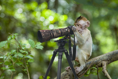 Monkey sitting on a tree