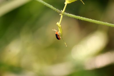 Close-up of insect on leaf