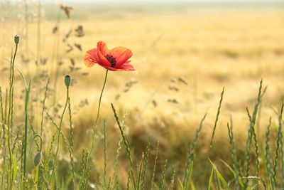 Close-up of red poppy flower on field