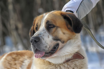 Close-up of dog looking away