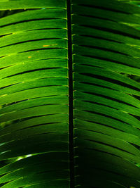 Full frame shot of palm leaves