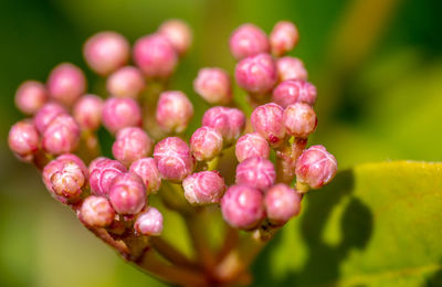 Close-up of fresh pink flowers with buds