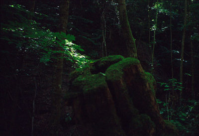 Trees growing in forest at night