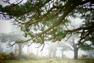 Trees in forest against sky