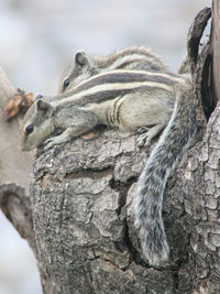 Chipmunks on tree