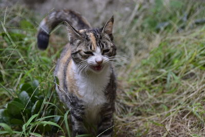 Close-up of cat looking away