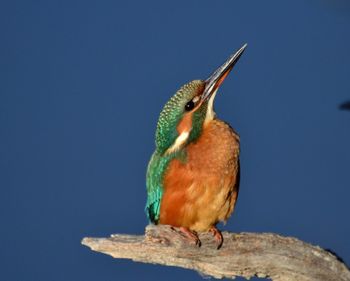 Close-up of bird perching against clear blue sky