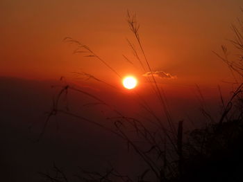 Silhouette of trees at sunset