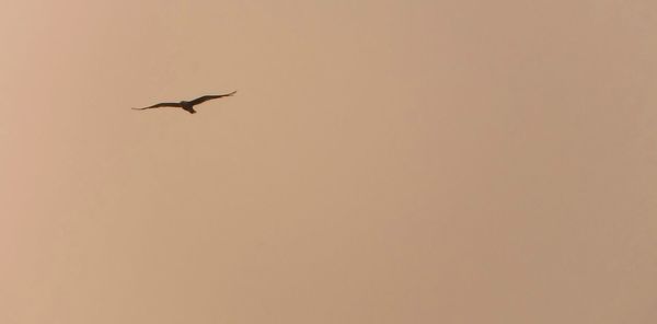 Low angle view of birds flying in sky