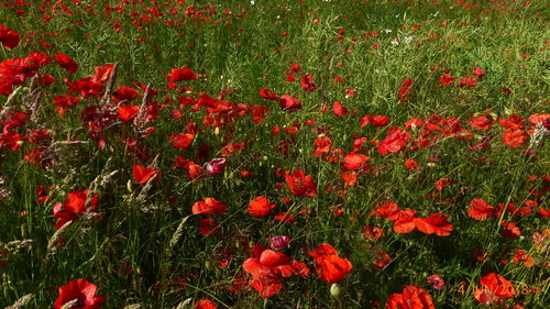 Close-up of red poppy flowers in field