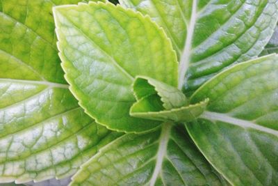 Close-up of leaves