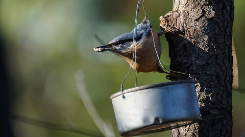 Close-up of  nuthatch  on a feeding tin grabbing three sunflower seeds, lighted by an autumn sunset.