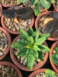 High angle view of potted plants