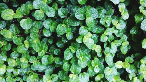 Full frame shot of green leaves