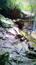 Close-up of tree trunk in forest