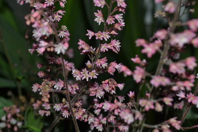 Close-up of pink flowering plants