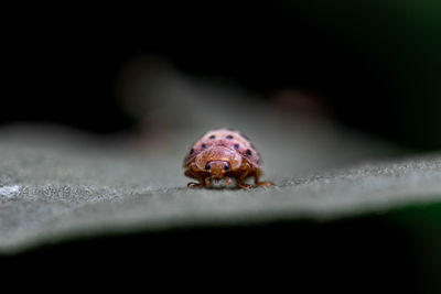 Close-up of spider