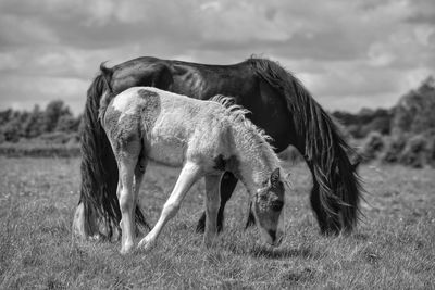 Horse on field against sky