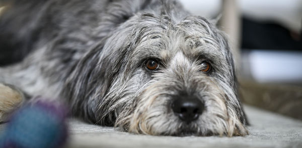 Close-up portrait of a dog