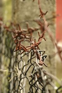Close-up of plant on fence