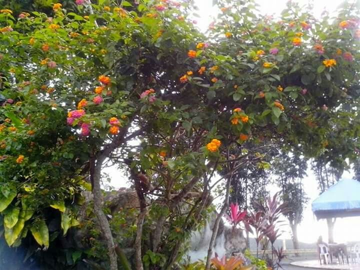 tree, fruit, growth, branch, leaf, low angle view, food and drink, freshness, hanging, nature, green color, day, sunlight, growing, food, outdoors, building exterior, beauty in nature, yellow, plant