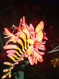 Close-up of day lily blooming outdoors