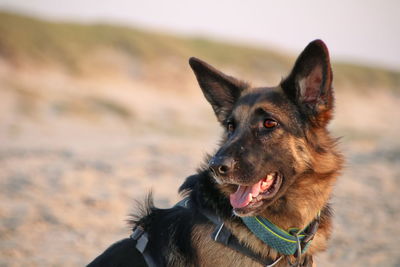 Close-up of a dog looking away