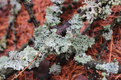 Close-up of lichen on plant during winter