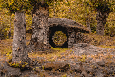 Old stone wall by trees in forest