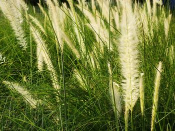 Close-up of crops growing on field