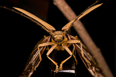 Close-up of spider