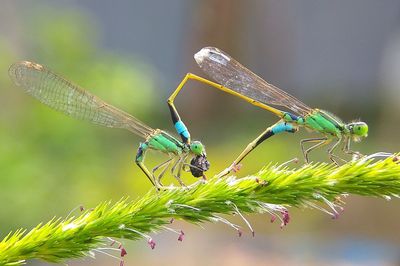 Close-up of caterpillar on leaf