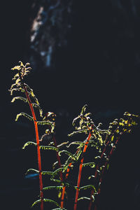Close-up of plant against black background