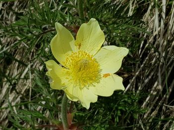 Directly above shot of yellow flowering plant