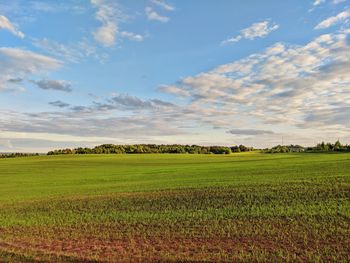 Scenic view of agricultural field against sky