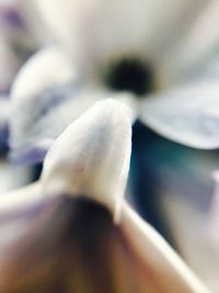 Close-up of flower