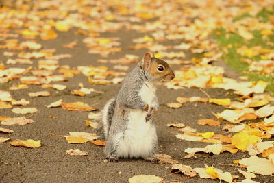 Squirrel on field by autumn leaves