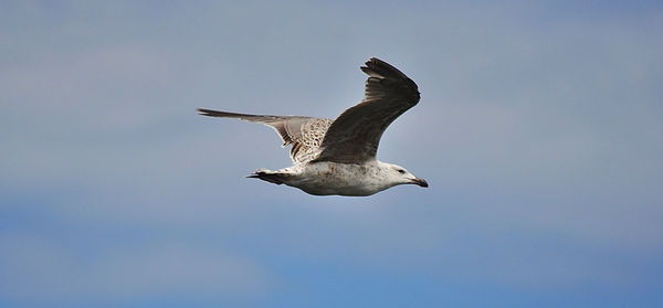 Low angle view of seagull flying